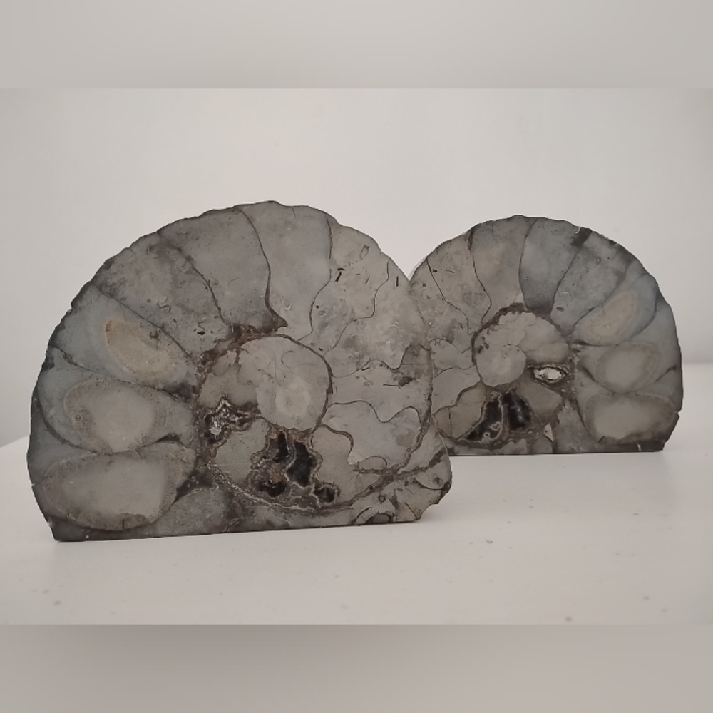 Ammonite Fossil Authentic Matched Pair Set Polished Natural Eco Decor Bookends